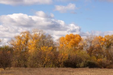 Sonbahar manzarası. Ormandaki ağaçlar.