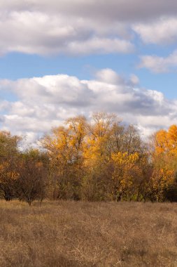 Renkli sonbahar yaprakları ve dalları