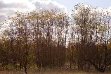 Ağaçların arka planında parktaki huş ağacı.