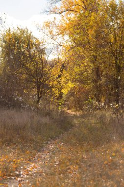 Sonbahar ormanı, sarı yapraklar, sonbahar mevsimi