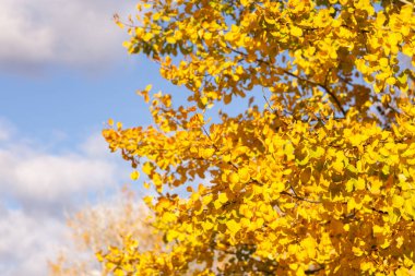 Parkta sonbahar yaprakları