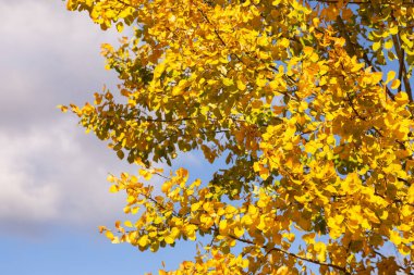 Sarı sonbahar akçaağaç yaprakları.
