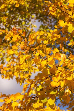 Altın sonbahar akçaağaç yaprağı