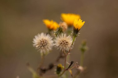Güzel botanik fotoğrafı, doğal duvar kağıdı.