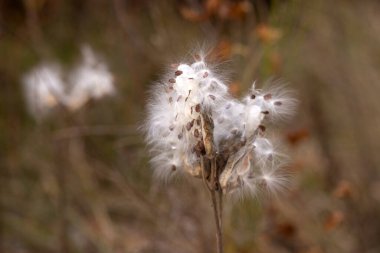 Kabarık tüylü karahindiba otların üzerinde