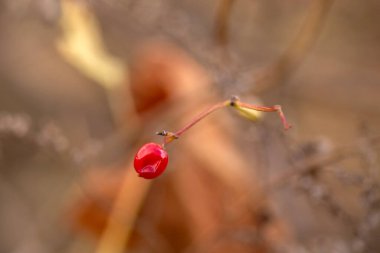 Bahçede kırmızı bir gülün yakın plan çekimi.