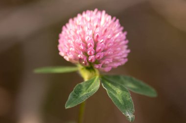 Bahçedeki pembe çiçek