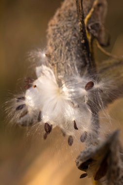 Kapalı - beyaz pofuduk pofuduk pamuklu pamuk tomurcuklar gün ışığında bahçede çimlerin üzerinde