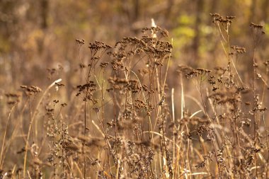 Sonbahar çimenleri güneşli bir günde