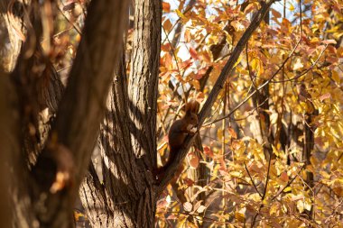Sonbahar ormanı. Ormana düşen yapraklar