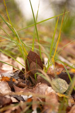 yeşil yosun ve kuru sonbahar yaprakları parkta