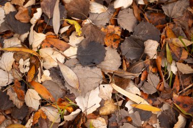 yere düşen yapraklar