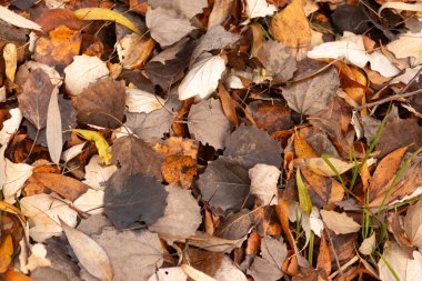 Sonbaharda parkta kuru yapraklar