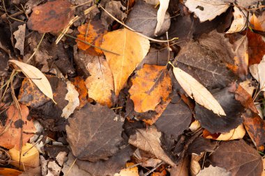 Parkta sonbahar yaprakları