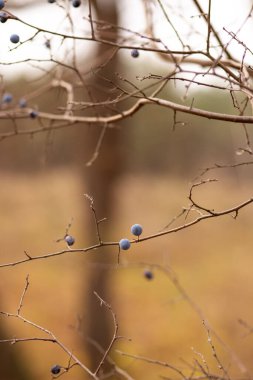Arka planda bulanıklık olan güzel bir ağaç dalının yakın plan çekimi.
