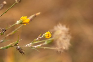 Tarlada güzel sarı bir çiçek