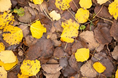 Renkli sonbahar akçaağacı arkaplanı terk eder