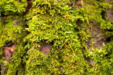 Ormandaki ağaç kabuğuna yakın çekim.