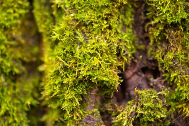 moss ile bir ağaç gövdesi, yakın çekim.