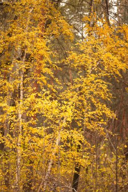 Renkli ağaçlarla dolu sonbahar ormanı. sonbahar doğası.
