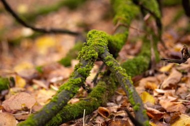 Bir ağaç gövde üzerinde yosun