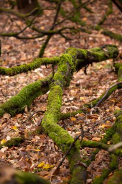Ormandaki ağaç gövdesine yakın çekim yosun.