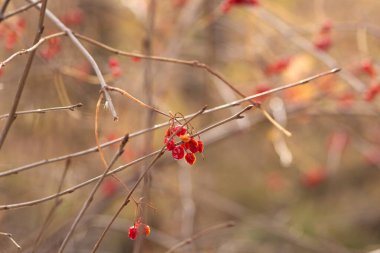 Böğürtlen ve Rowan dalları