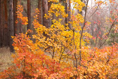 Parktaki sonbahar ormanı