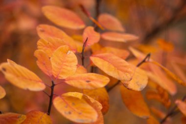 Parkta sonbahar yaprakları