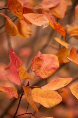 Ağaçta sonbahar yaprakları