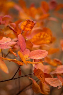 Sonbahar yaprakları, sonbahar bitkileri