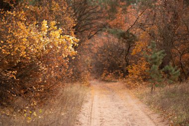 Sonbaharda bir ormanın içinden yol.