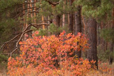 Kırmızılı sonbahar ormanı