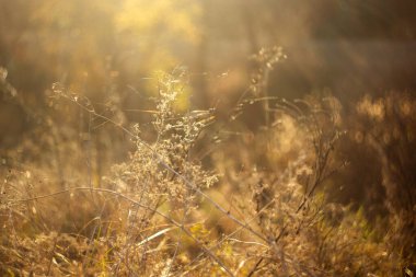 Ormanda sonbahar yaprakları