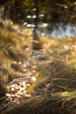 Ormandaki kuru otları kapatın. Bokeh ile sonbahar doğa geçmişi. sonbahar ormanı arka planı