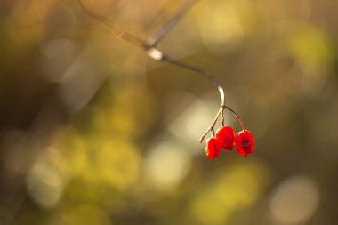 Kırmızı çiçeklerin seçici odak noktası