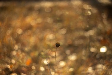 Güzel botanik fotoğrafı, doğal duvar kağıdı.