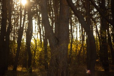 Ekim 'de Altın Sonbahar Ormanı