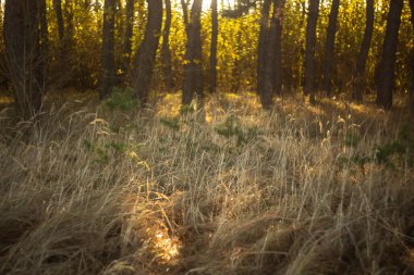 # Güzel sonbahar ormanı sabah #