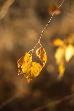 Sonbahar ormanındaki bir ağaç dalında kuru yapraklar.
