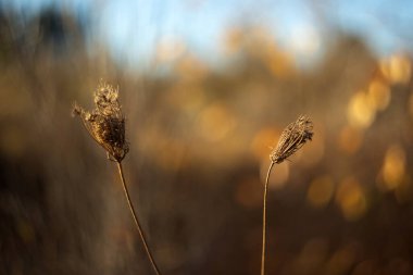 Sonbahar manzarası. Güneşli bir günde kuru çimenler