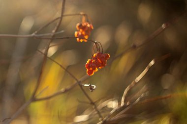 Ormanda sonbahar yaprakları
