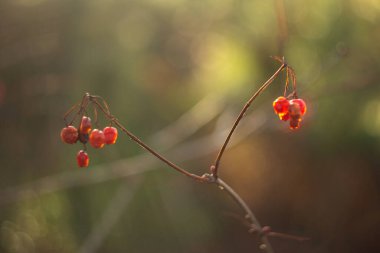 Bahçedeki kırmızı meyveler