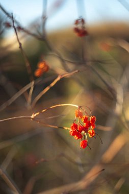 Bahçedeki güzel çiçekler