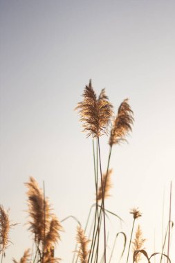 tarladaki kuru otlar