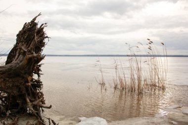 Kış ormanında ölü bir ağaç.