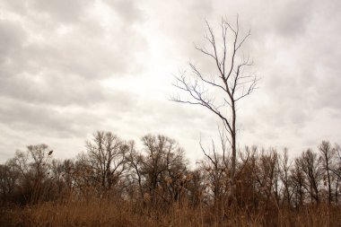 kuru ölü ağaç dalları