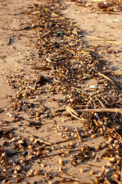 Sabahları deniz kumu ve kumsal