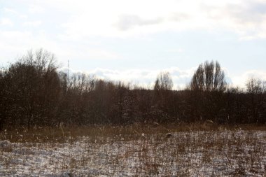 Ağaçlar ve karlı kış ormanı