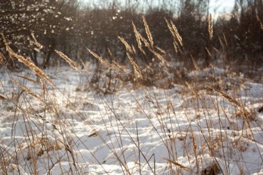 Sabahları kış manzarası